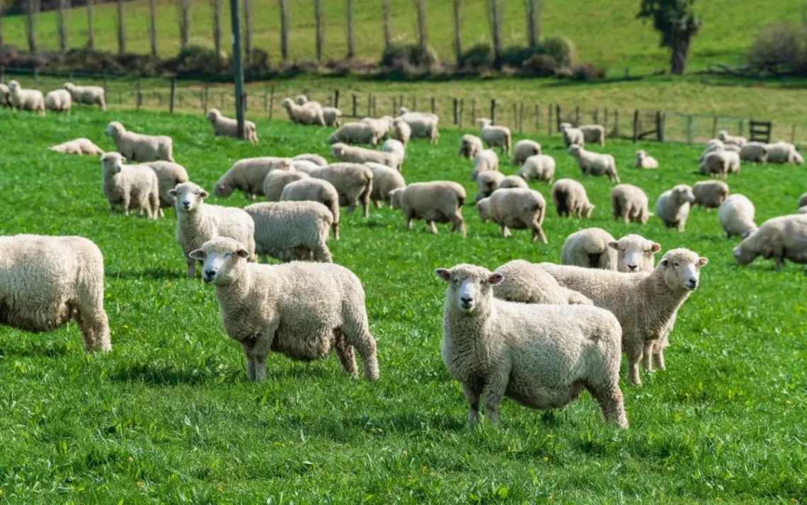 contar ovelhas