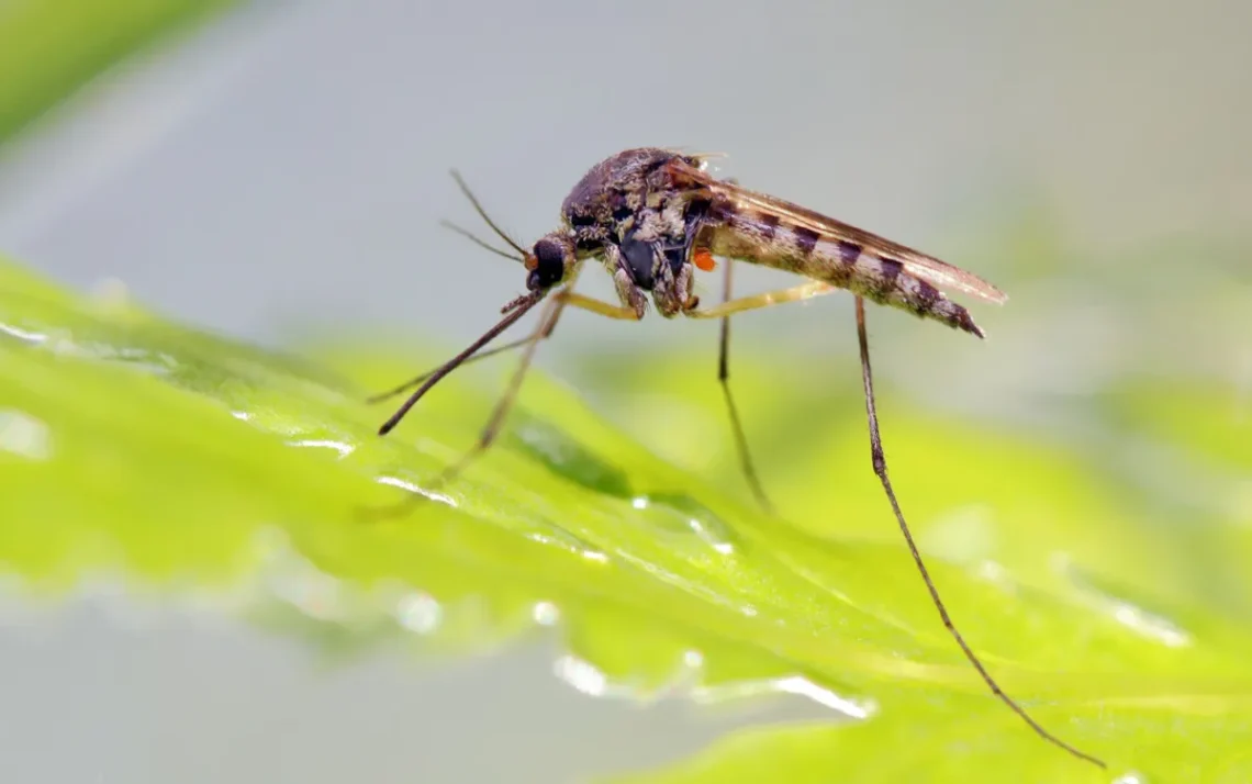 febre alta, mosquito Aedes aegypti, casos da doença