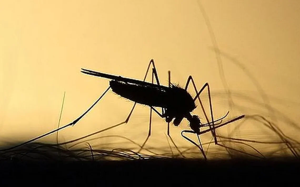 febre, doença transmitida por mosquito