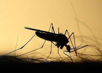 febre, doença transmitida por mosquito