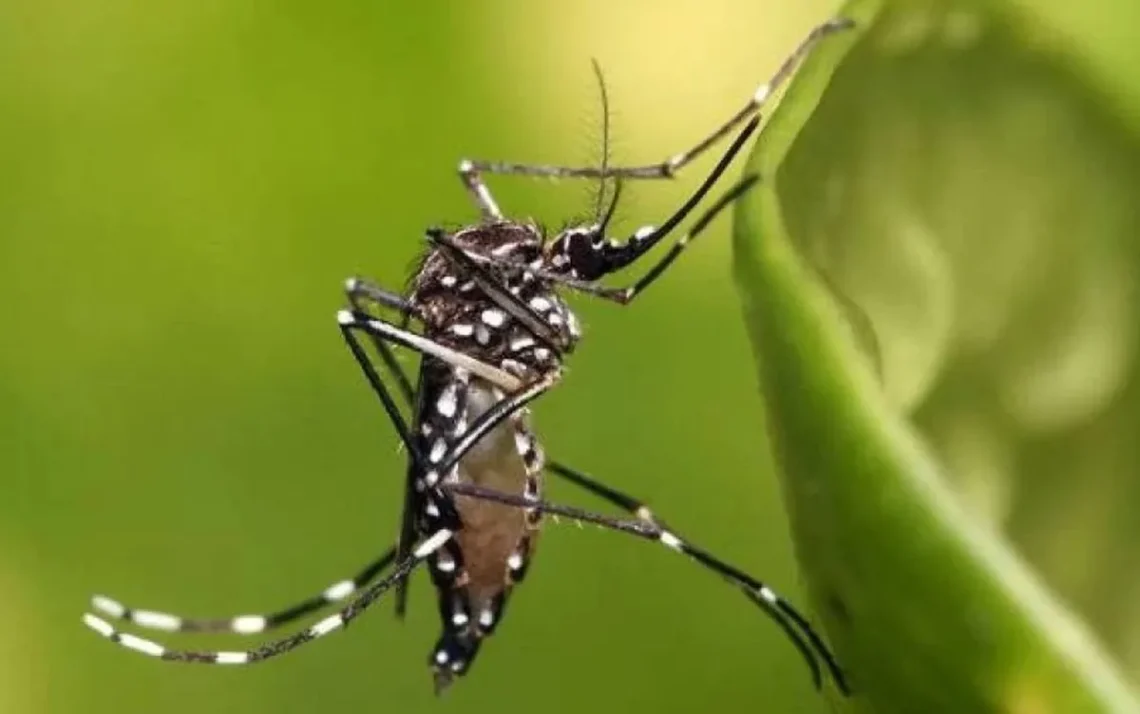 doenças-transmissíveis, doenças-infecciosas, doenças-prevalentes;