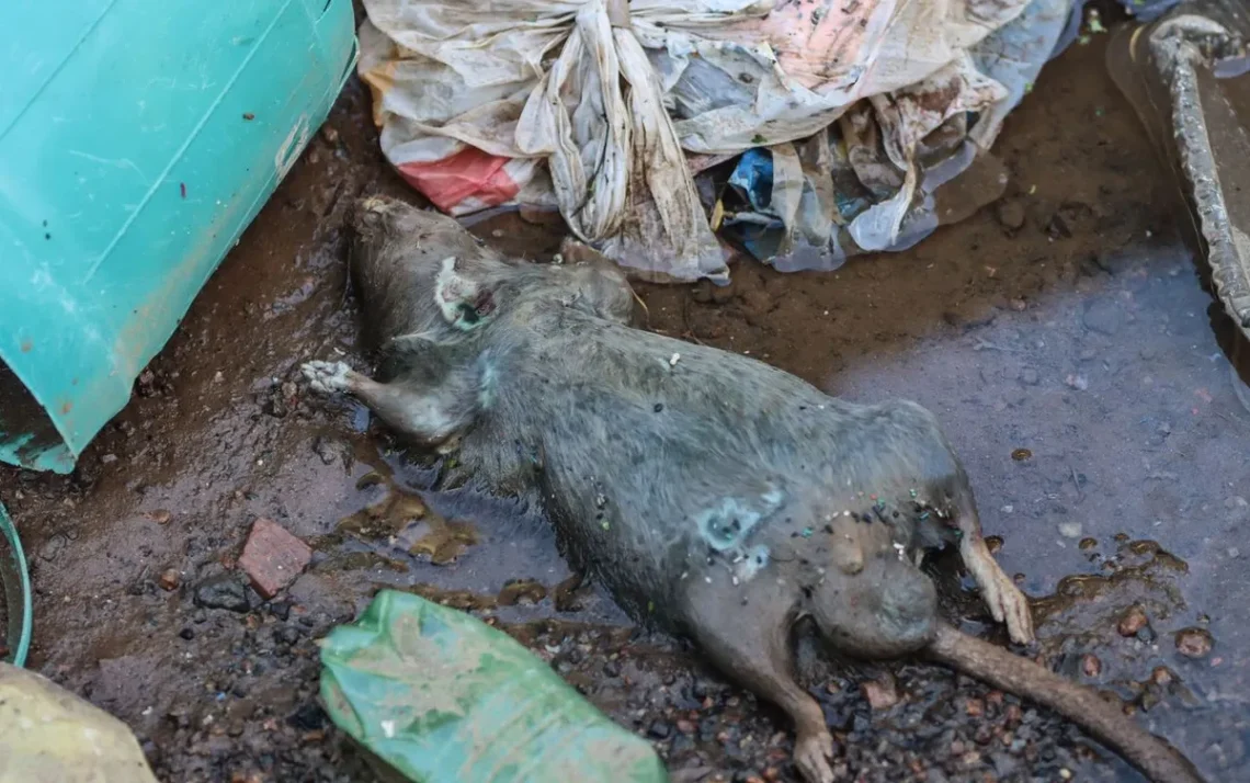 doença, transmitida água suja, bactéria, presente águas, casos, confirmados doença;