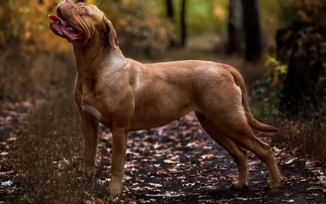 cães, cachorros;