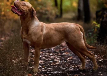 cães, cachorros;