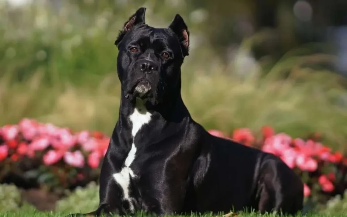 cachorro, animais, cães, proteção, vigilância, defesa';