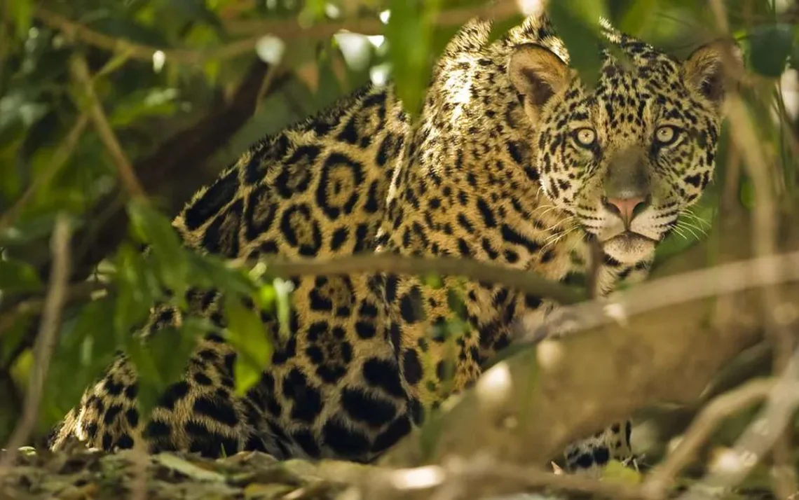 felino, mamífero, panthera;