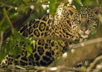 felino, mamífero, panthera;